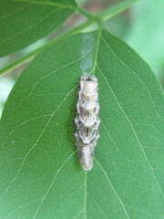 Betasyrphus serarius