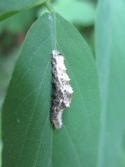 Betasyrphus serarius