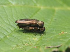 Agrilus cuprescens