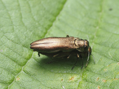 Agrilus cuprescens
