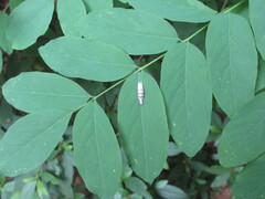 Betasyrphus serarius