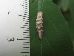 Betasyrphus serarius