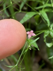 Galium arkansanum