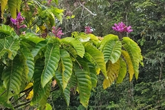 Palicourea lasiantha