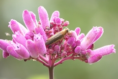 Palicourea lasiantha
