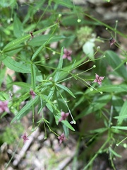 Galium arkansanum