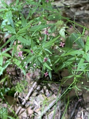 Galium arkansanum