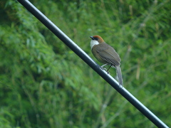 Pterorhinus ruficeps