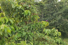 Palicourea lasiantha
