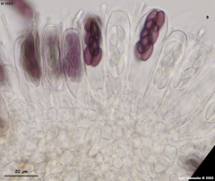 Saccobolus depauperatus