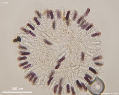 Saccobolus depauperatus