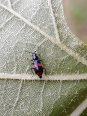 Anthocomus fasciatus