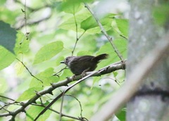 Schoeniparus brunneus