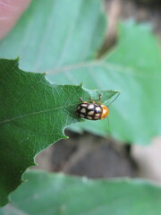 Cryptocephalus perelegans