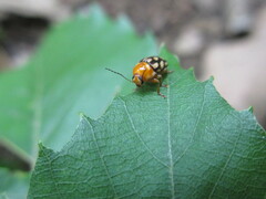 Cryptocephalus perelegans