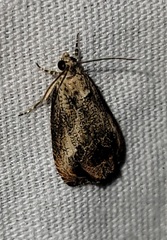 Olethreutes hamameliana