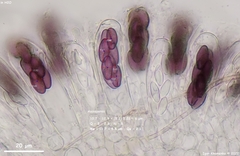 Saccobolus depauperatus