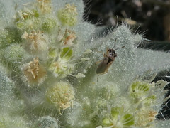 Geocoris pallens