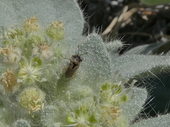 Geocoris pallens