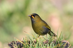Liocichla steerii