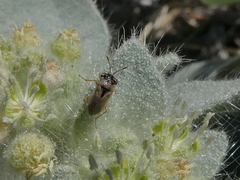 Geocoris pallens