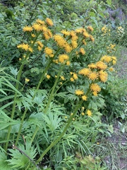 Cacaliopsis nardosmia