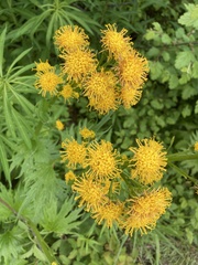 Cacaliopsis nardosmia