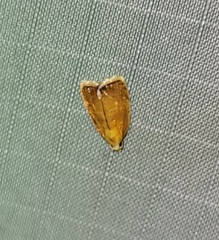Acleris curvalana