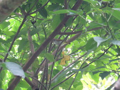 Erpornis zantholeuca