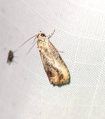 Olethreutes hamameliana