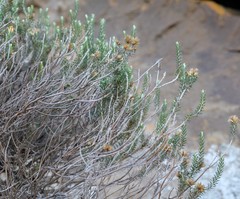 Helichrysum hamulosum