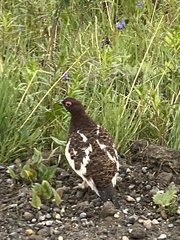 Lagopus lagopus alascensis