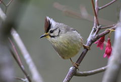 Taiwan Yuhina photo 1