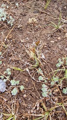 Carex duriuscula duriuscula