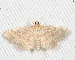 Anania quebecensis
