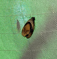 Zomaria interruptolineana