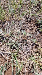 Astragalus galactites