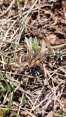 Astragalus galactites