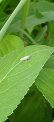 Xyphon reticulatum