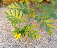 Potentilla paradoxa