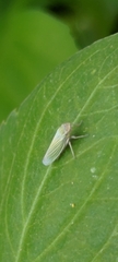Xyphon reticulatum