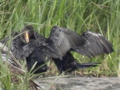 Nannopterum brasilianum mexicanum