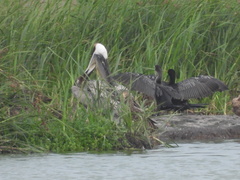 Nannopterum brasilianum mexicanum