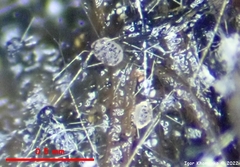 Saccobolus depauperatus