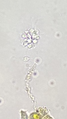 Anthophysa vegetans