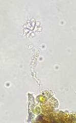 Anthophysa vegetans