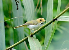 Abroscopus albogularis