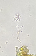 Anthophysa vegetans