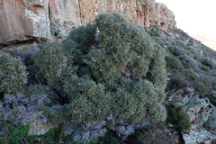 Berkheya cardopatifolia