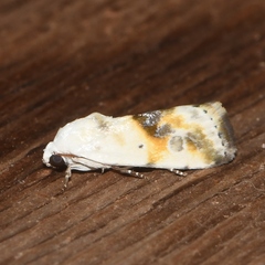 Acontiinae